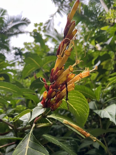 Sanchezia (Sanchezia parvibracteata)