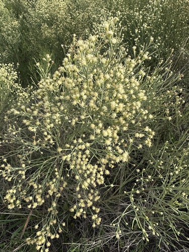 Baccharis notosergila