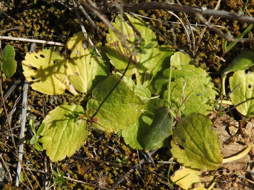 Ranunculus bullatus (Ranunculus bullatus)