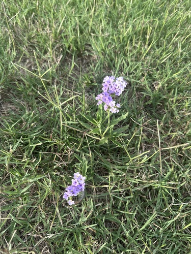 fragrant heliotrope