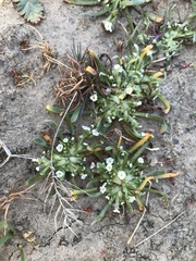Plagiobothrys humistratus