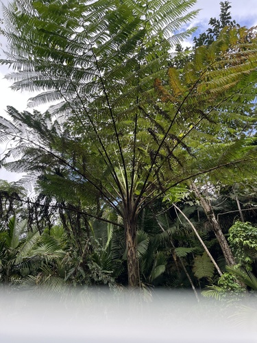 West Indian Treefern (Cyathea arborea)