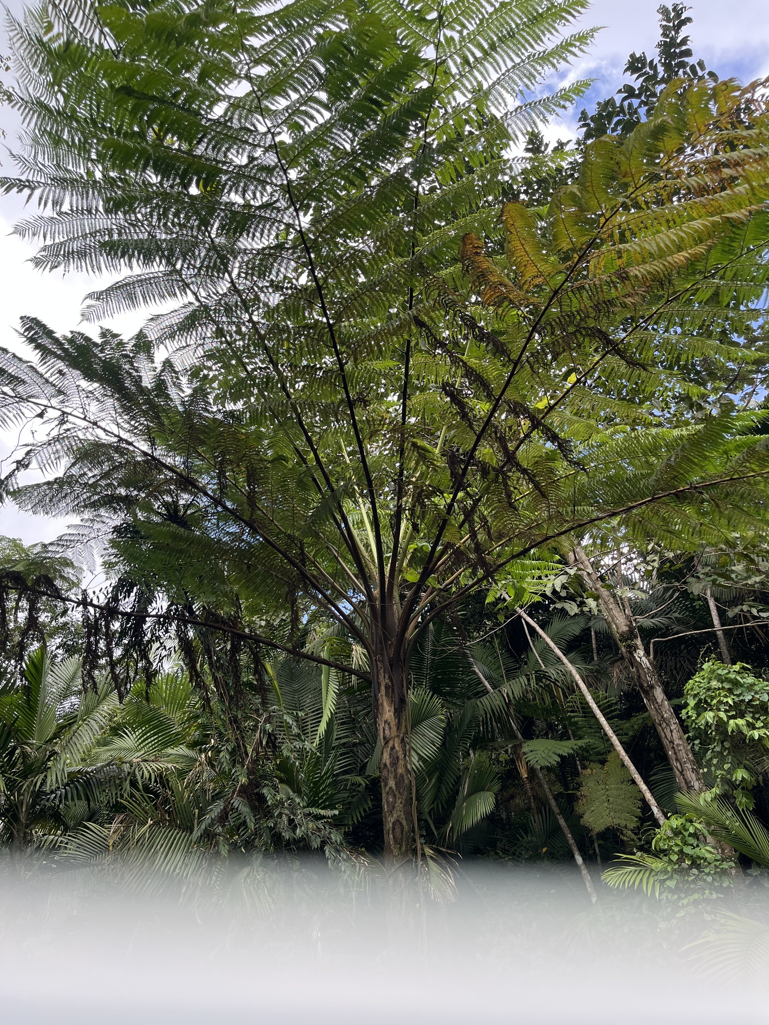 West Indian Treefern (Cyathea arborea)