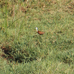 Actophilornis africanus