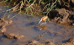 Actophilornis africanus
