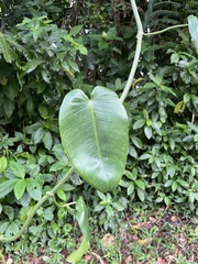 author not stated, no rights reserved Philodendron consanguineum, photograph author not stated, no rights reserved