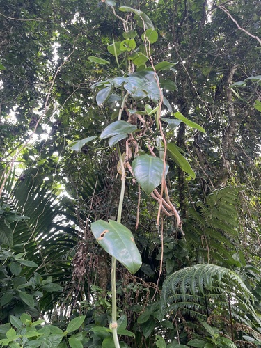 Philodendron consanguineum, photograph 3