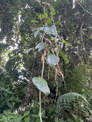 author not stated, no rights reserved Philodendron consanguineum, photograph author not stated, no rights reserved