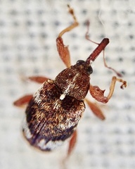 Anthonomus pedicularius