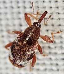 Anthonomus pedicularius