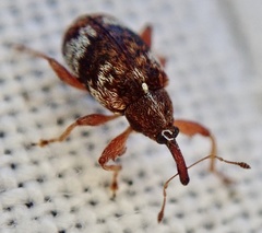 Anthonomus pedicularius