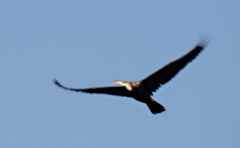 Anhinga rufa