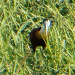 Actophilornis africanus