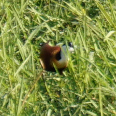 Actophilornis africanus