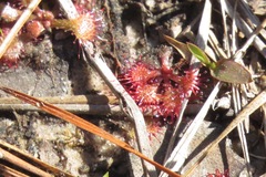 Drosera