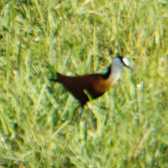 Actophilornis africanus