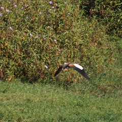 Alopochen aegyptiaca