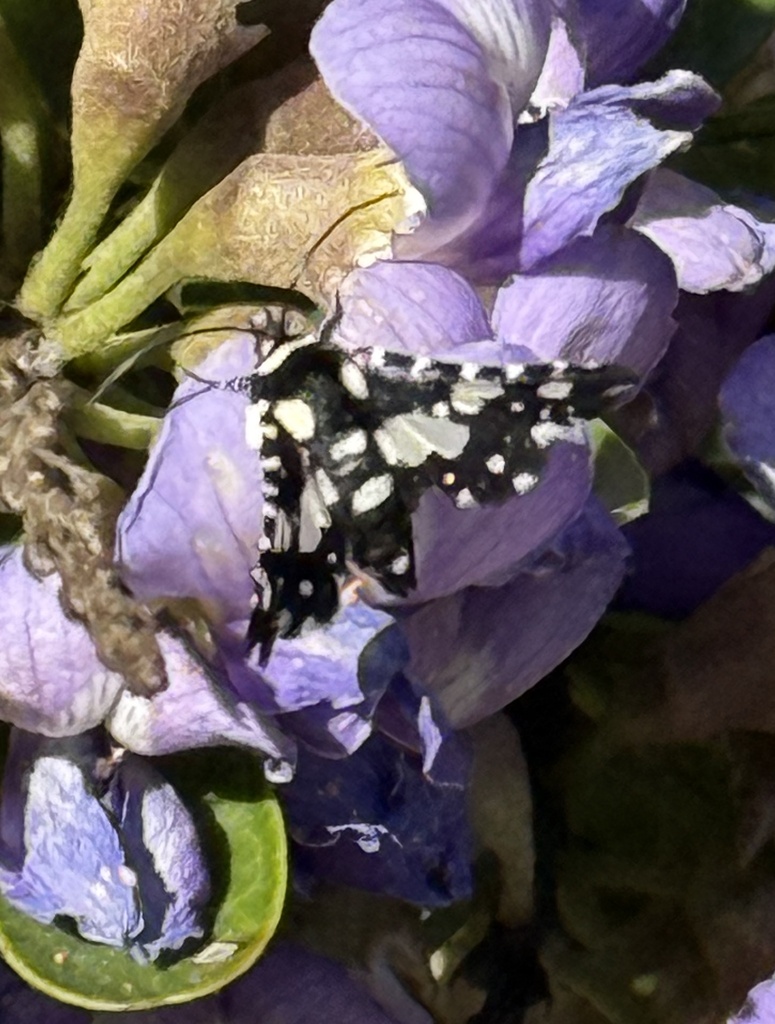 Mournful Thyris Moth from David Fort Rd, Argyle, TX, US on March 14 ...