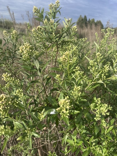 Baccharis punctulata