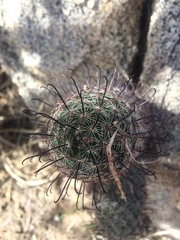 Mammillaria sheldonii