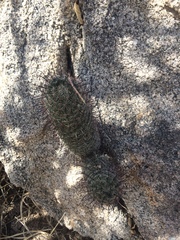 Mammillaria sheldonii