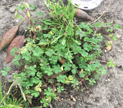 Oxalis corniculata