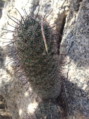 Mammillaria sheldonii