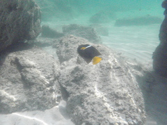 Holacanthus passer