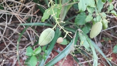 (c) Thomaz Ricardo Favreto Sinani, some rights reserved (CC BY) Amphilophium paniculatum, photograph (c) Thomaz Ricardo Favreto Sinani, some rights reserved (CC BY)
