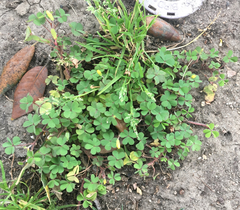 Oxalis corniculata
