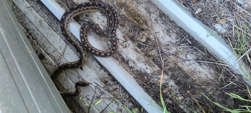iNaturalist observation photo of Gopher Snake