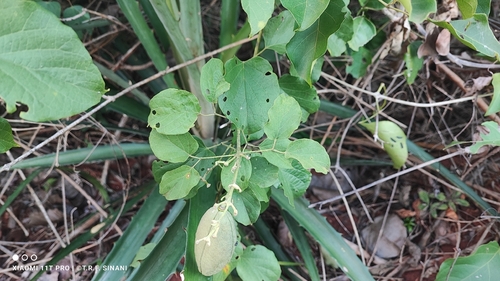 Amphilophium paniculatum, photograph 6