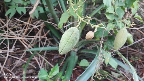 Amphilophium paniculatum, photograph 3