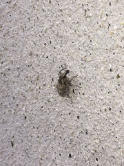 Apleurus angularis