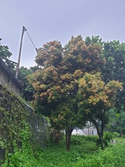 Syzygium myrtifolium