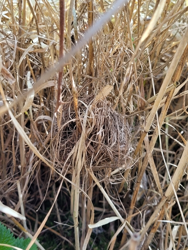 Eurasian Harvest Mouse, 1382 LA Weesp, Nederland, photo 7 of 10