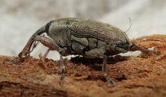 Linogeraeus urbanus