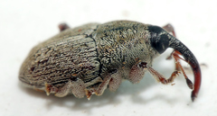 Linogeraeus urbanus