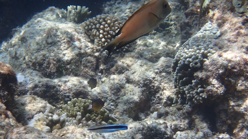 Bristle-toothed Surgeonfish (Ctenochaetus striatus)