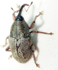 Linogeraeus urbanus
