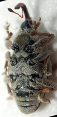 Linogeraeus urbanus