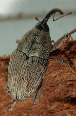 Linogeraeus urbanus