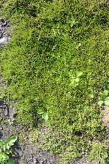 Crassula sinclairii