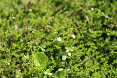 Crassula sinclairii