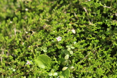 Crassula sinclairii