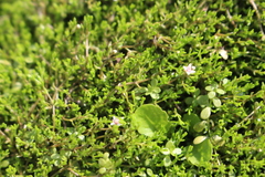 Crassula sinclairii