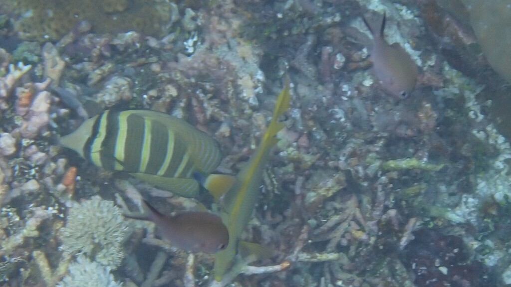 sailfin tang (Zebrasoma veliferum)