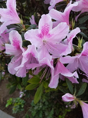 Rhododendron