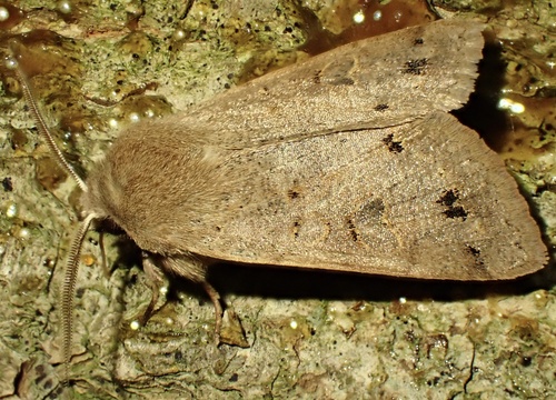 Twin-spotted Quaker, Grebbeberg, Rhenen, Utrecht, NL, photo 9 of 10