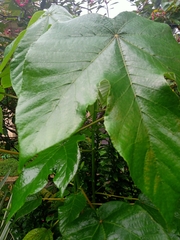 Macaranga triloba